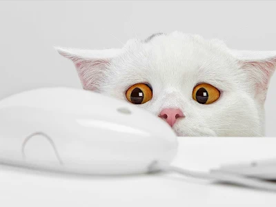 Cat Looking at Mouse Funny Desktop Wallpaper