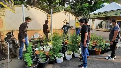 Polres Jakbar Bongkar Kebon Ganja Hidroponik Rumahan di Brebes