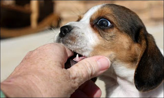 How To Stop Puppy Biting Problem