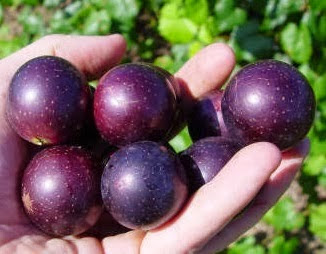 APA KEBAIKAN ANGGUR MUSCADINE?