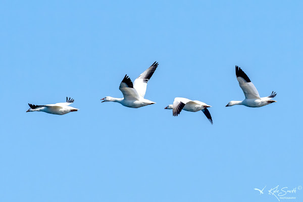 Snow goose