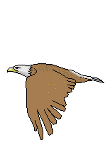  GAMBAR  ANIMASI  BURUNG  ELANG  BERGERAK Animated Eagle Hawk 