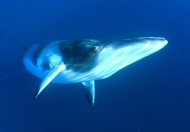 Minke Whales