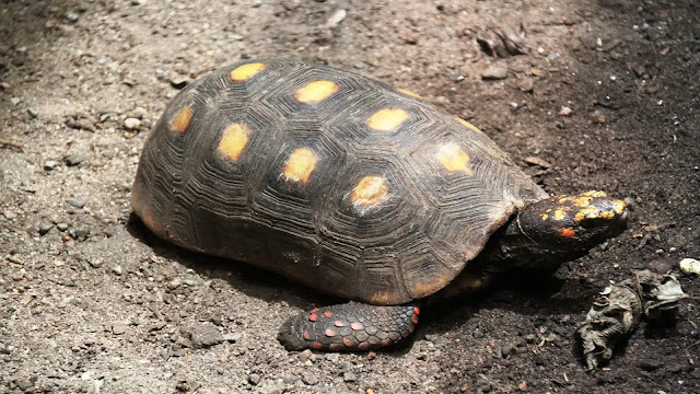 Red-Footed Tortoise