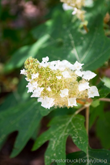 Callaway Gardens Memorial Day Blog-12