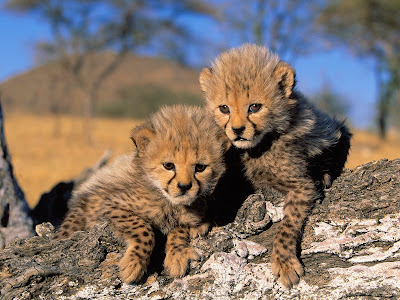 Tigers cheetah cubs Picture