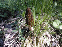 Morchella elata