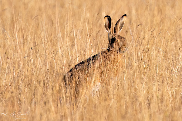 Hare