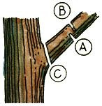 ingrijirea pomilor fructiferi