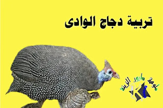 رعاية دجاج الوادى