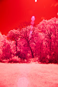 IR photography of Dead Tree. @Copyright 2011, Michelle C. of .