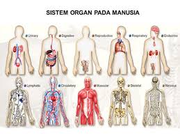  Sistem Organ Pada Manusia  Beserta Fungsinya menjadi pintar