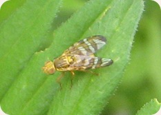 Cerajocera ceratocera Picture-winged Fly Blist's Hill 270511 032