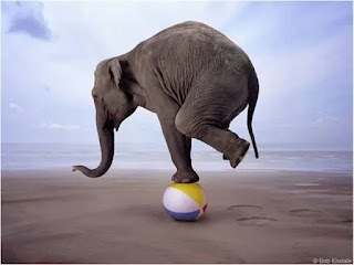 an elephant balancing on a multi-coloured ball on a beach daytime