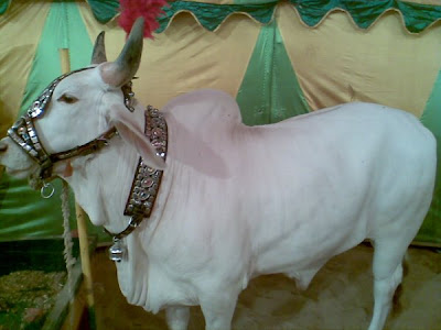 Cows in the market for this Eid-ul-Azha