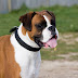 Why You Need to Own a Boxer Dog