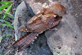 Oilbird