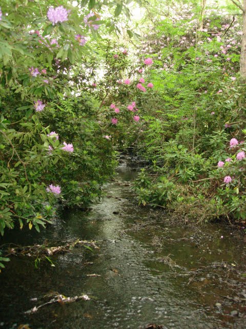 stream