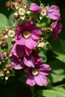 Ronce odorante - Rubus odoratus