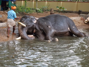 Washing and cleaning a tusker at the Anakotta.