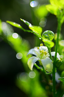 orange jasmine flowers