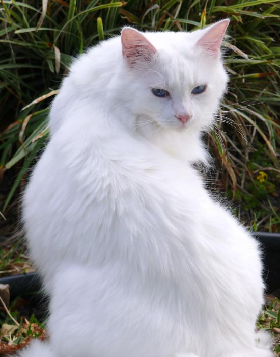 the white cat priscilla starling