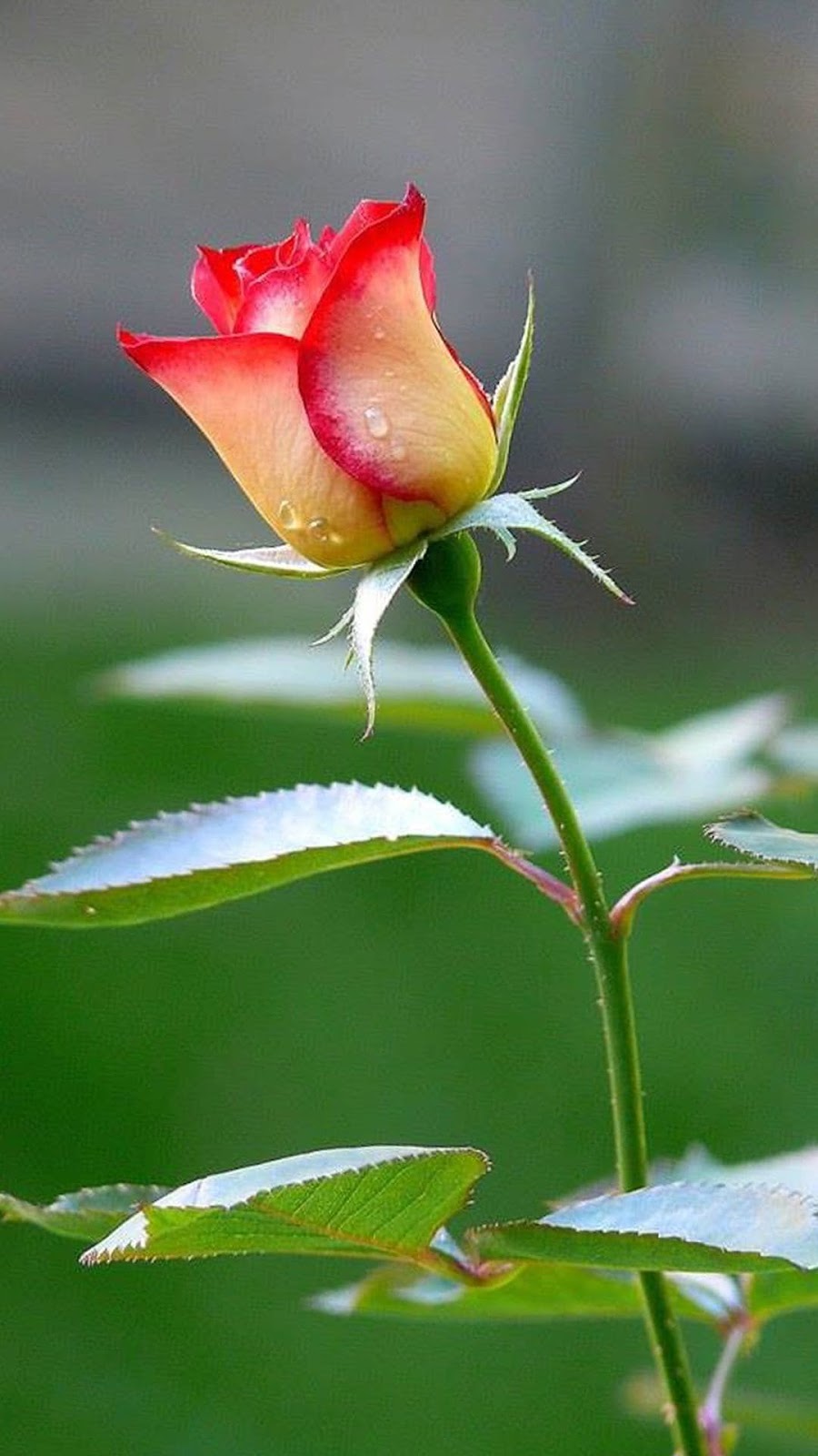 নতুন গোলাপ ফুলের ছবি - গোলাপ ফুলের বাগানের ছবি - rose garden - NeotericIT.com