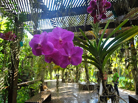 Fundação do Instituto Cultural de Inhotim - Brumadinho (MG) - orquídea