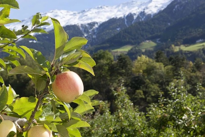 Golden Delicious Bio Val Venosta, quando la passione dà i suoi frutti