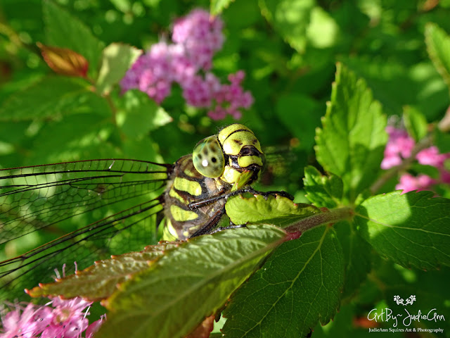 Newfoundland Darner Dragonfly