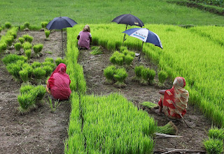 গ্রাম বাংলার দৃশ্য