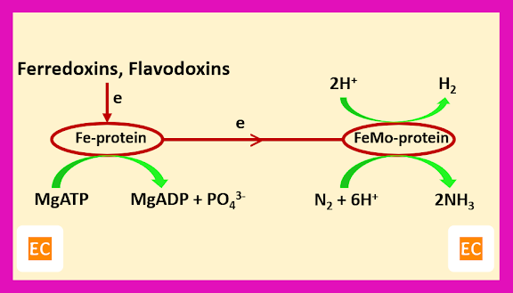 schematic representation of nitrogen fixation