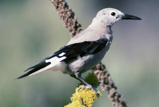 The mutualism between Clark's Nutcracker and white bark pine has amazingly well-designed specified complexity, defying evolutionary guesswork.