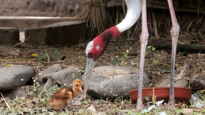 Rejoining with Nature: 'Bird Whisperer' Arif's Sarus Crane Currently Under Preparing to Get by in Wild