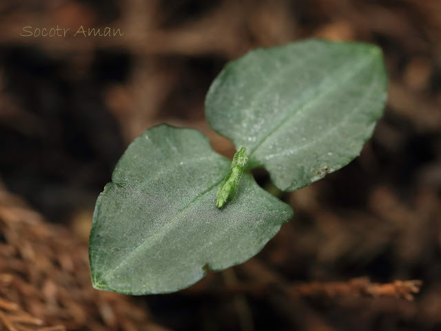 Neottia makinoana