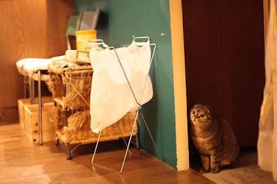 Tokyo's Cat Cafe Seen On  www.coolpicturegallery.us