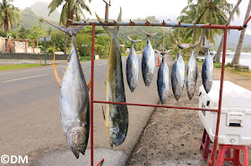 Poissons Photo de poissons vendus au bord de la route à Moorea Polynésie Française