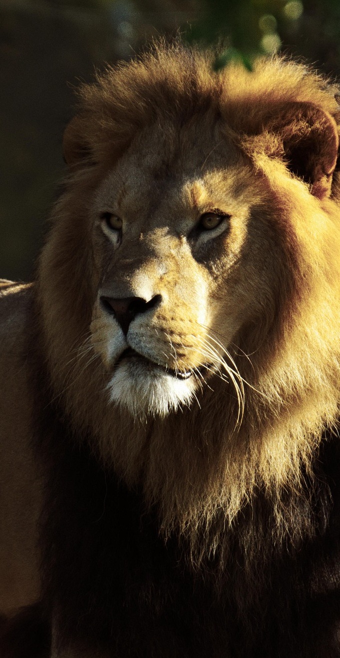 Head photo of a lion.