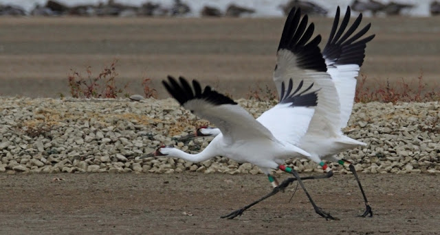 Image: Whooping crane (Federally endangered) pair feed and rest at Patokah River National Wildlife Refuge in Indiana on their migration south, by U.S. Fish and Wildlife Service - Midwest Region on Flickr