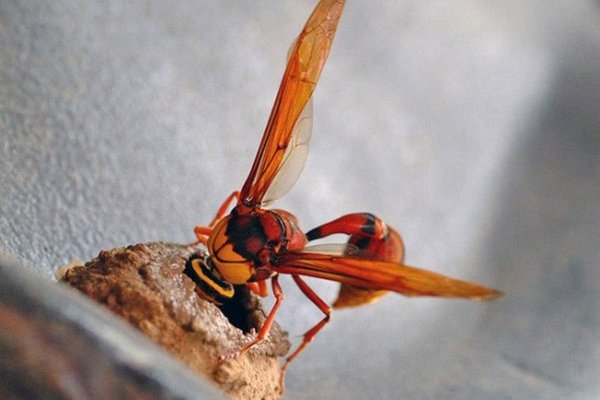 How wasps build their nests, wasp nest, how wasps make nests