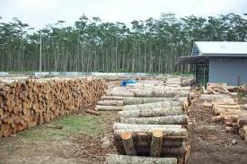 Virdeeler an Nodeeler vun Sengon Wood