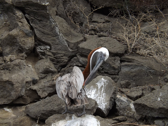 Pelícano de Galápagos en Isla Isabela, Islas Galápagos