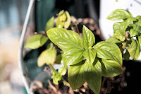 Picture of basil herb plant