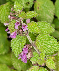 Black horehound, Ballota nigra, in a hedgerow.  Jubilee Country Park, 11 June 2011.