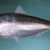 National fish of Bangladesh