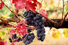 grapes-leaves-fruits-thunderstorms-pic