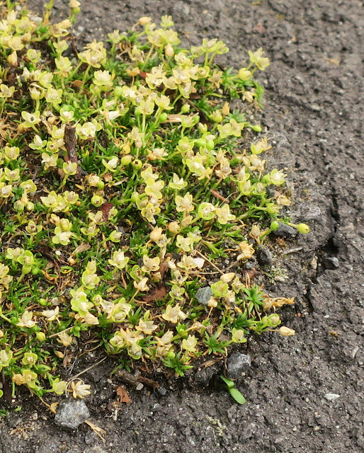 Plants growing through tarmac tend to damage it.