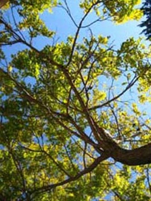 Yellow Leaves