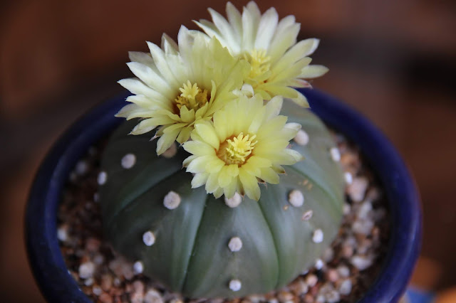 Astrophytum asterias nudum