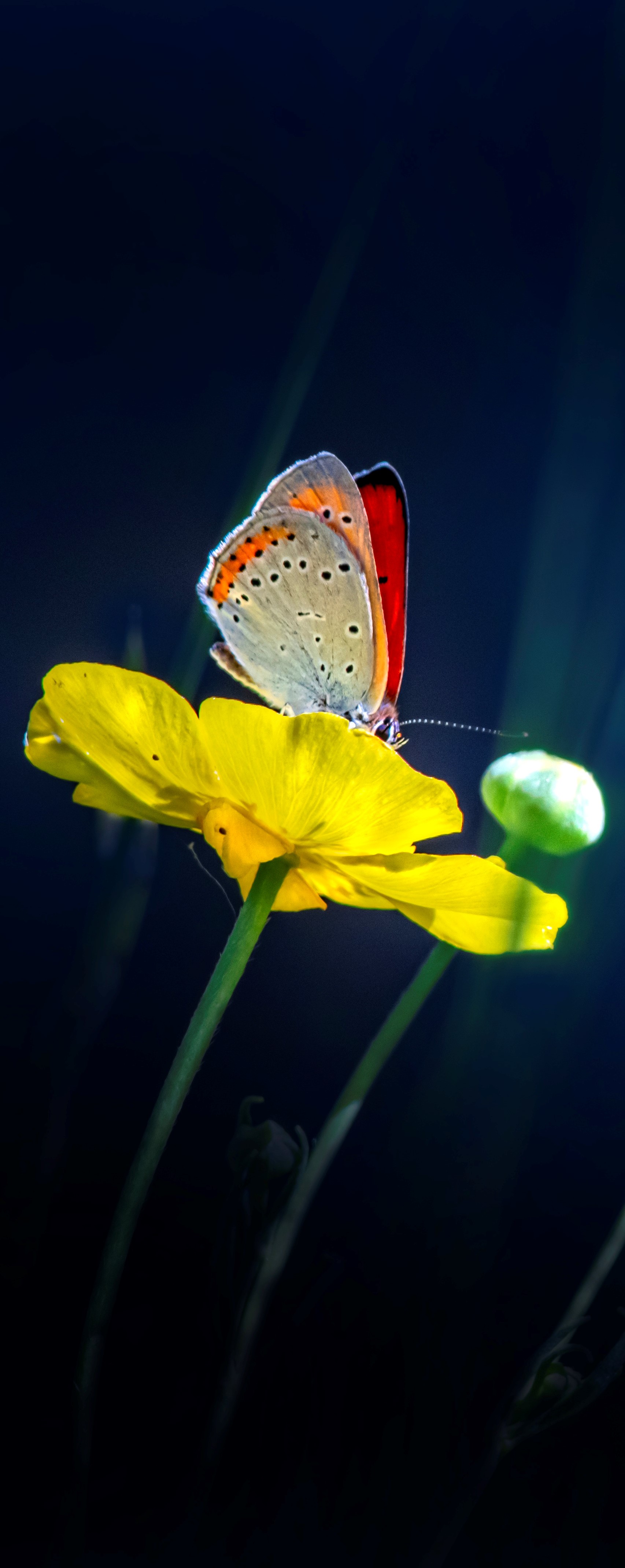 Large copper butterfly.